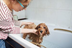 Los 4 mejores tratamientos contra pulgas y garrapatas para perros