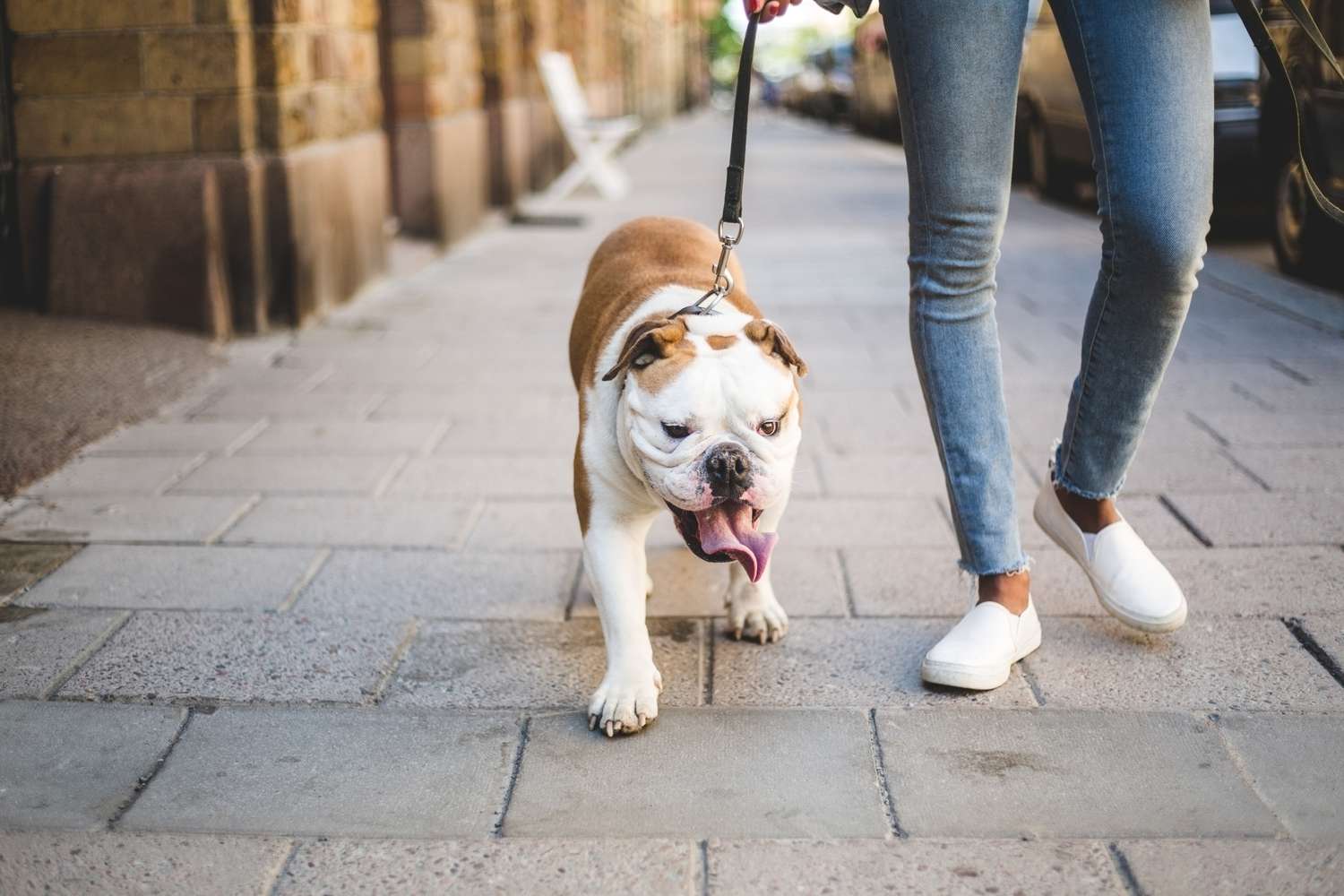 Los 6 mejores servicios de paseo de perros de 2022