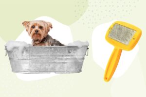 Los mejores servicios de peluquería canina de 2022