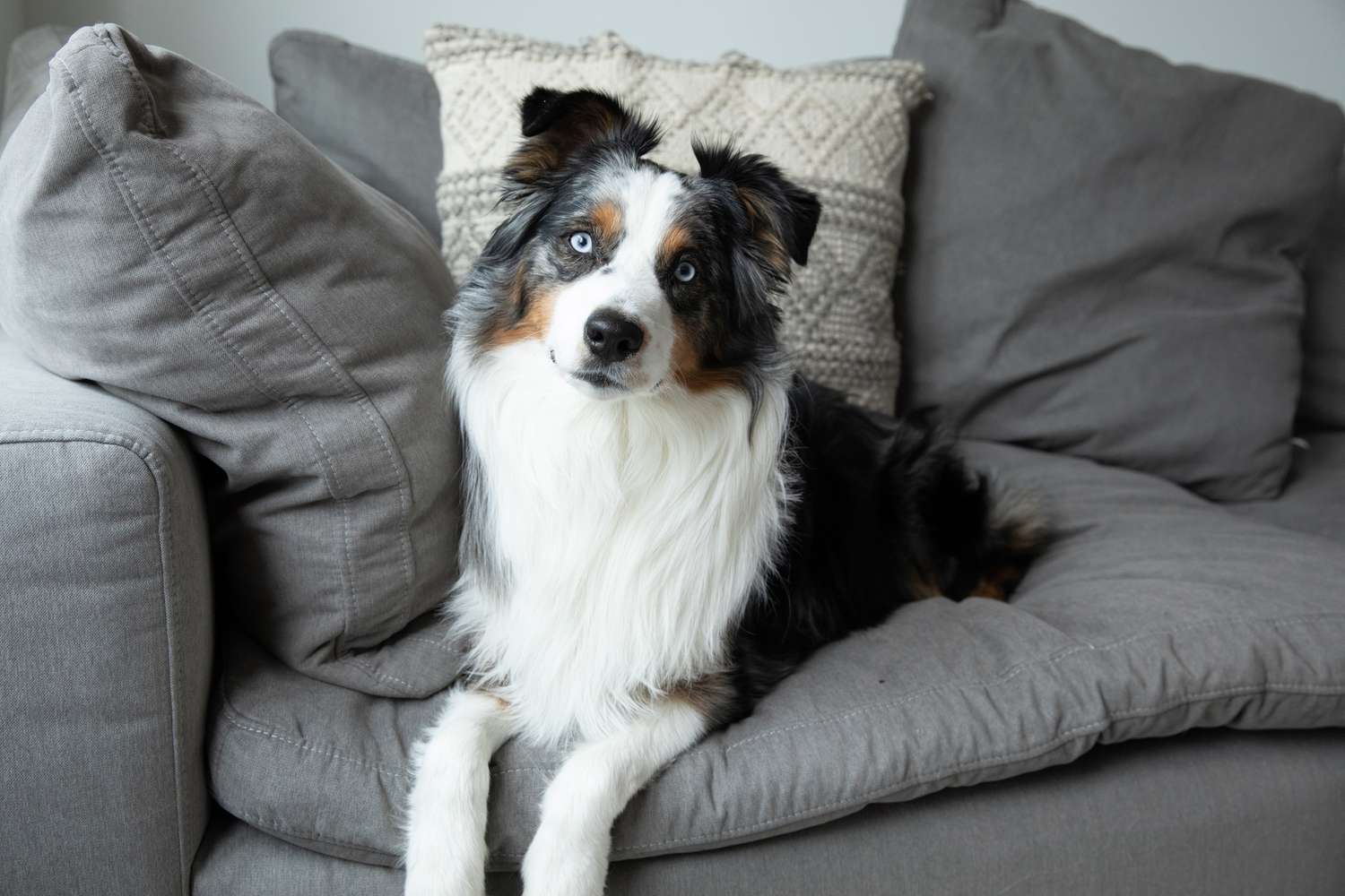 White, black and brown Australian shepherd dog laying on gray couch