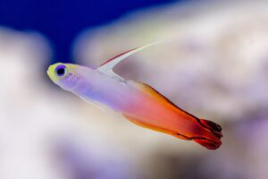 Gobies fish with orange tail and yellow head
