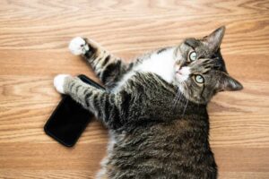 Brown and white cat holding down a mobile phone on wooden surface