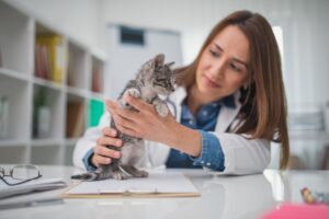 Gray tabby kitten examined by vet