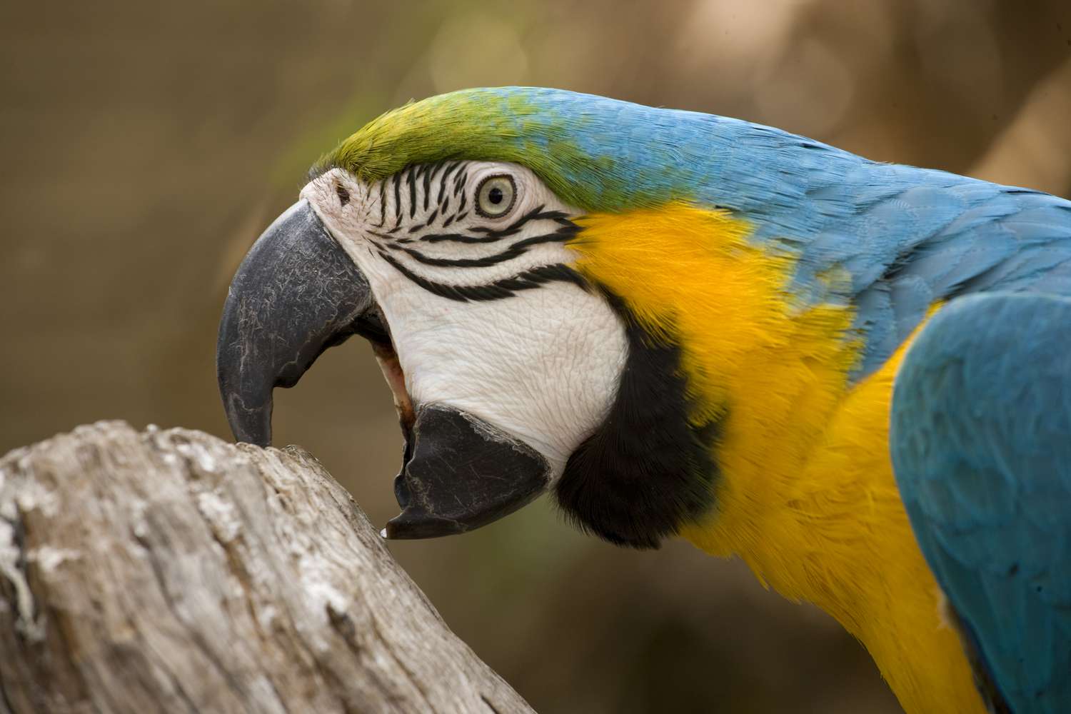 Blue and gold macaw eating log