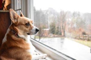Brown corgi dog with separation anxiety looking out window