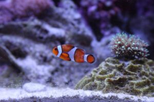 How to Treat Brooklynella Disease in Fish