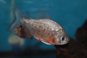 Red-bellied pacu freshwater aquarium fish