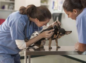 Veterinarian examining small dog