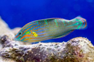 Wrasse fish with green, orange and blue striped scales swimming in tank closeup