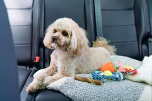 Small dog sitting in backseat of car with blanket and toys