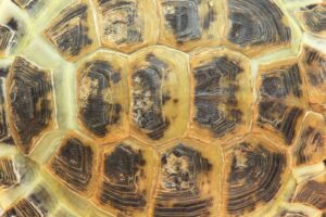Close-up of a tortoise shell