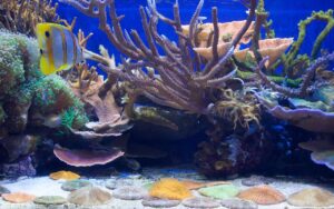 Marine aquarium with fish and coral