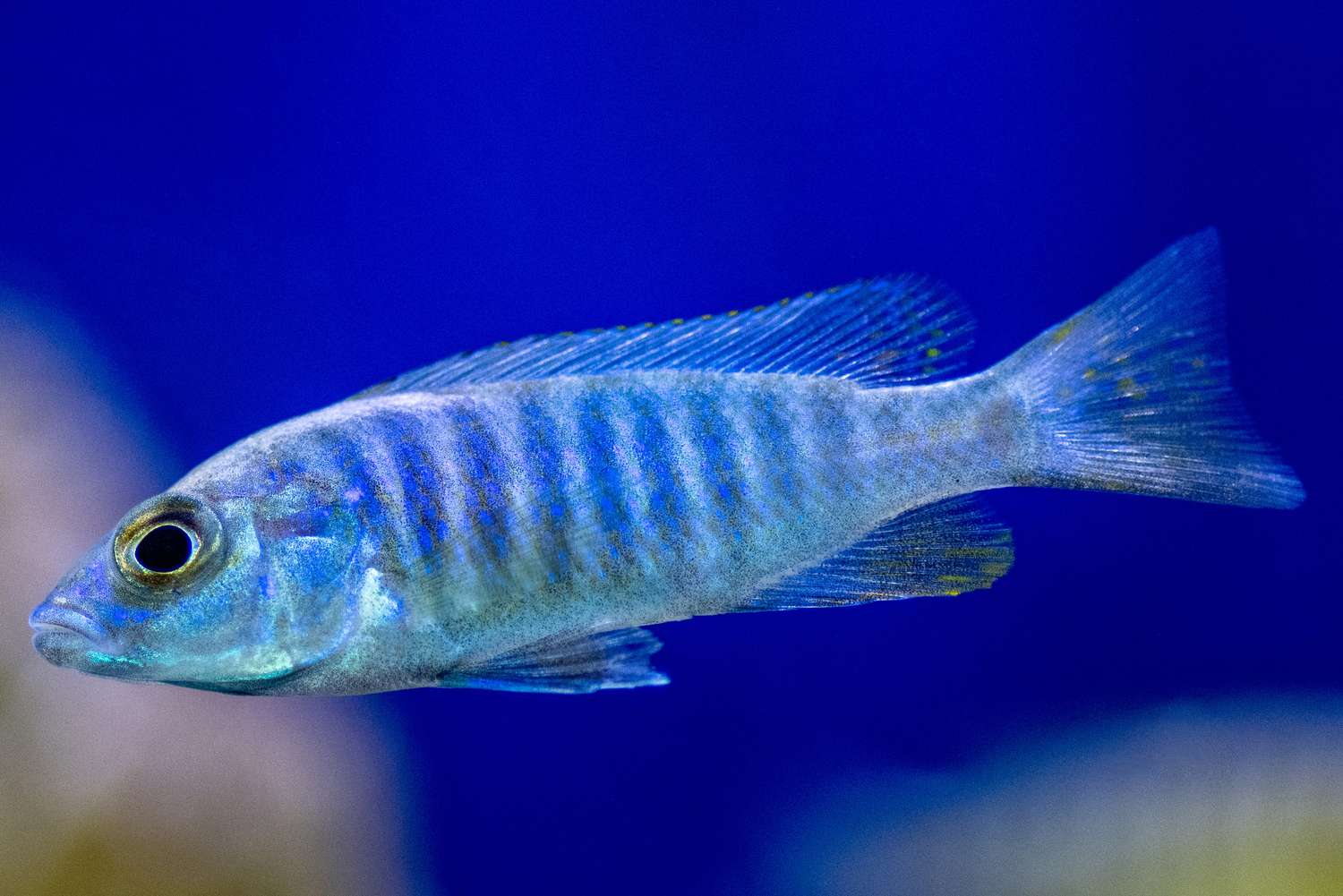 Electric blue heap fish with light blue scales and dark blue stripes