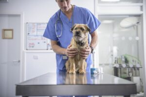 Mixed breed dog at a vet's office