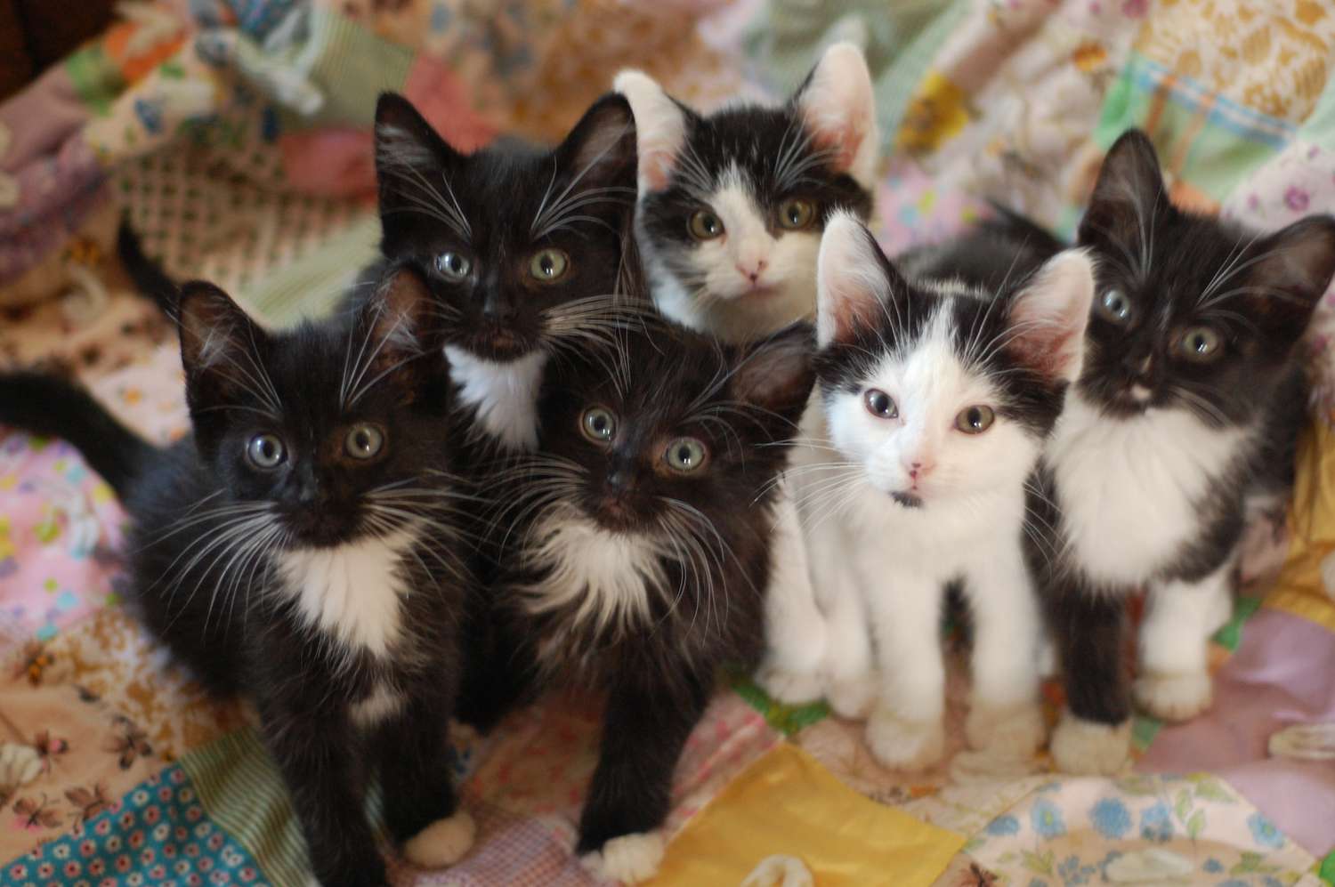 Black and white kittens on quilt