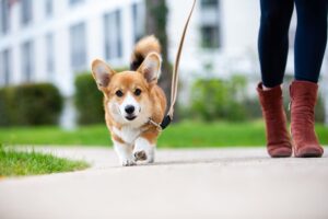 Corgi dog walking on leash