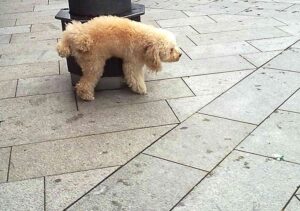 Dog Urinating