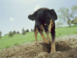 Puppy digging