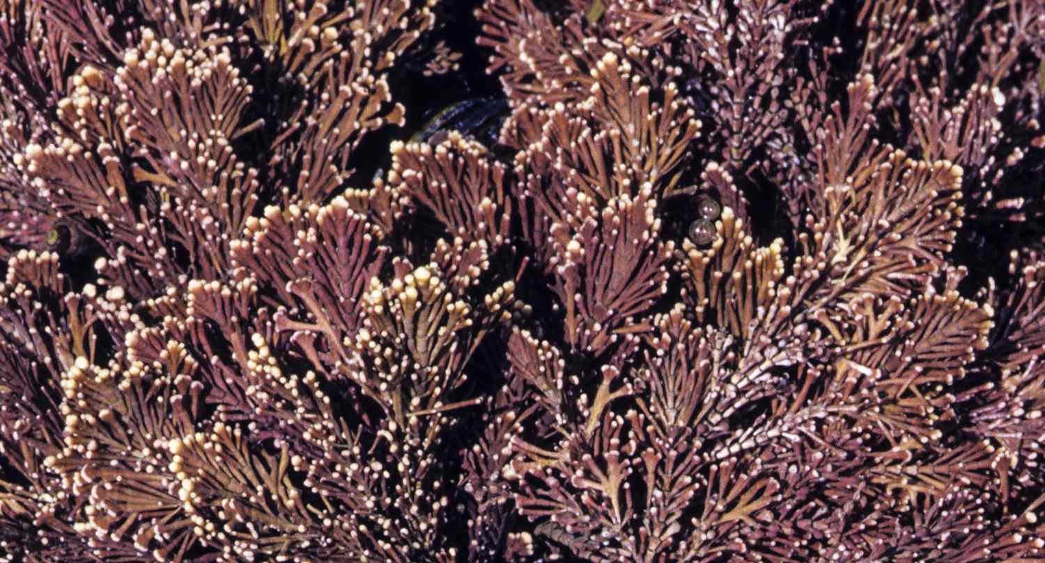 Branches of coralline algae