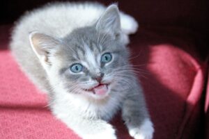 Kitten Pierre