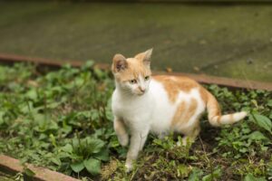 White and orange cat outside holding up a front leg.