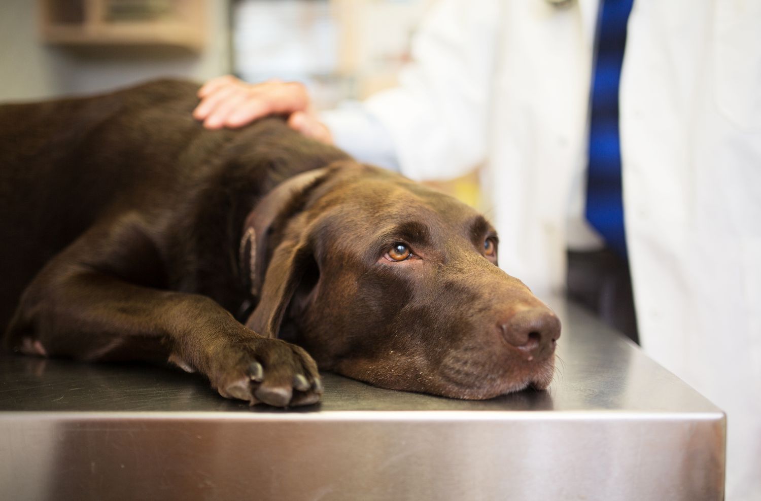 Chocolate lab on exam table with veterinarian