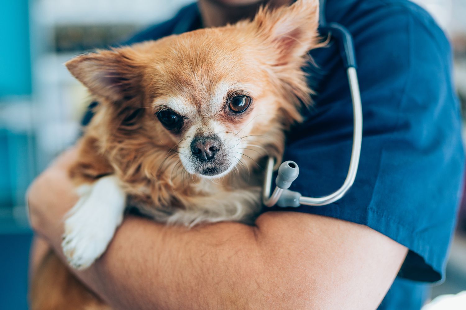 Chihuahua being held by vet.