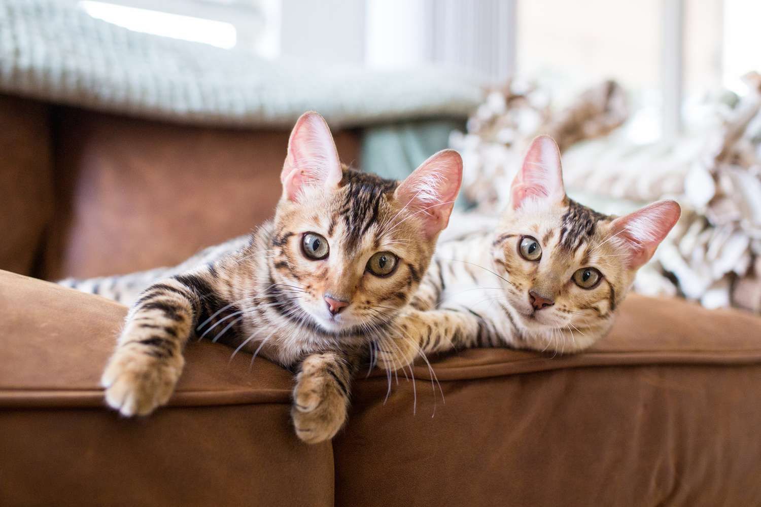 Bengal kittens on leather sofa indoors