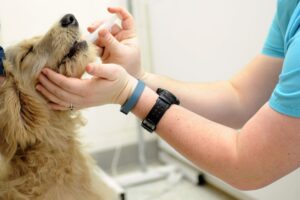 How to Treat Babesia Infections in Dogs