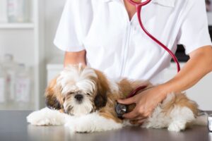 Shih tzu on exam table with a veterinarian listening to it with a stethoscope