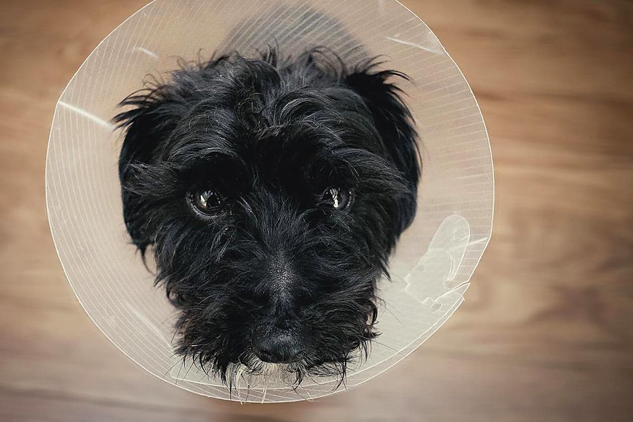 Cute dog with lamp shade on giving puppy dog eyes.