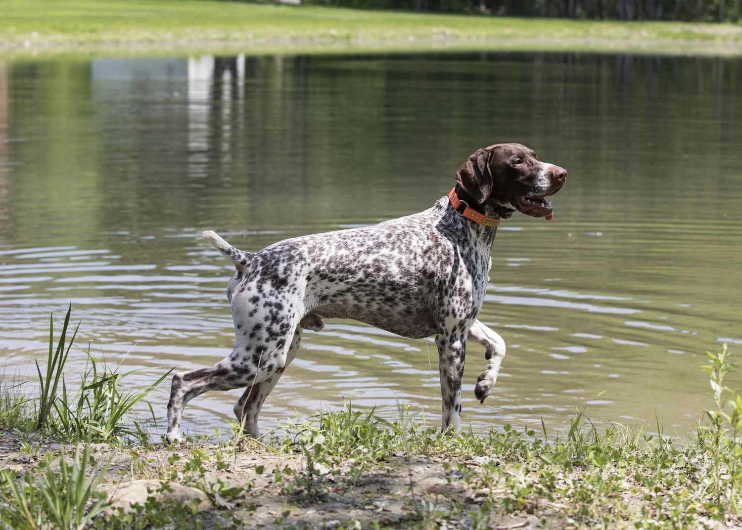 German Shorthaired Pointer pointing on the shoreline