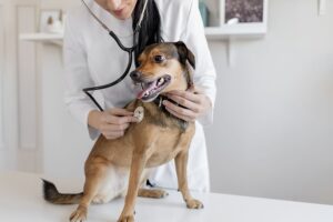 Dog on table being examined by vet.