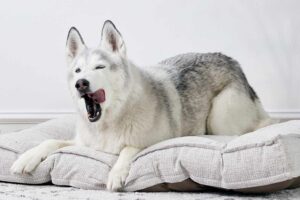 A Siberian Husky yawning