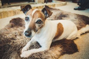An alderly jack russell lying on a rug