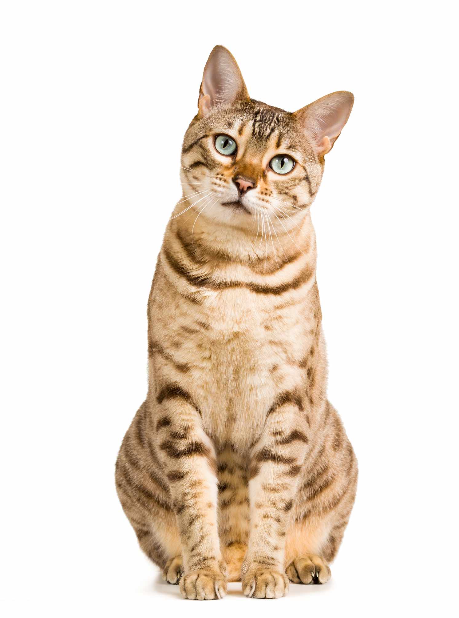 Cat sitting looking at camera on a white background