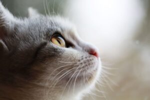 Tabby & White cat profile