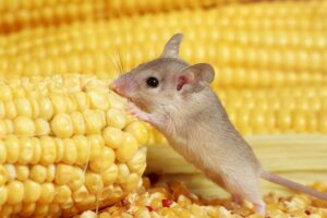 Mouse eating corn on the cob