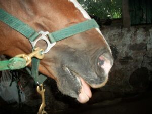 Horse with slobbers.
