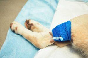 dog leg wrapped after surgery