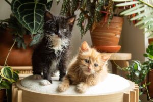 14 consejos para proteger tu hogar de los gatitos