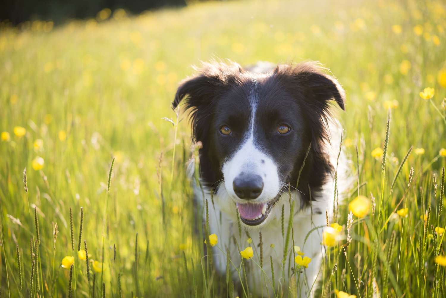 75 nombres geniales para perros perfectos para cualquier cachorro