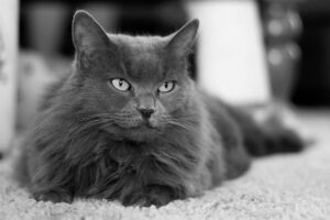 Aprenda todo sobre el gato Nebelung de pelaje azul