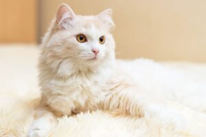 Aprende sobre el elegante y juguetón gato angora turco