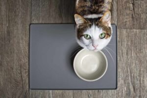 Cómo elegir marcas saludables de alimentos para gatos