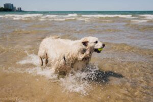 Cómo eliminar el olor a perro mohoso después de nadar