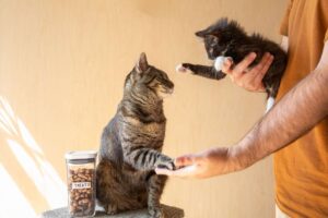 Cómo evitar que tu gato rechace a un nuevo gatito