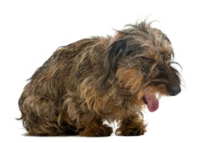 Cómo saber si tu perro se está asfixiando y qué puedes hacer al respecto