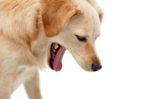 Cómo tratar el reflujo ácido en perros