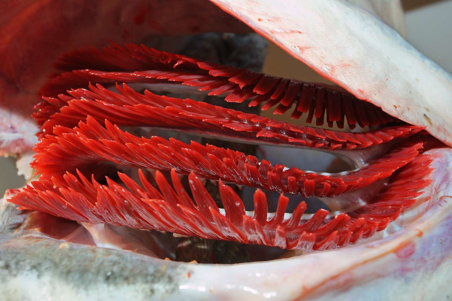 Cómo tratar la anemia en su pez mascota